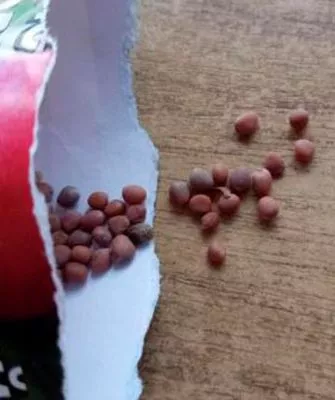 Розово-красный с белым кончиком