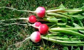 Урожай редиса