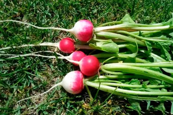 Урожай редиса
