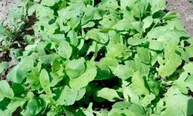 Листва редиса