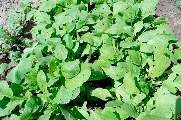 Листва редиса