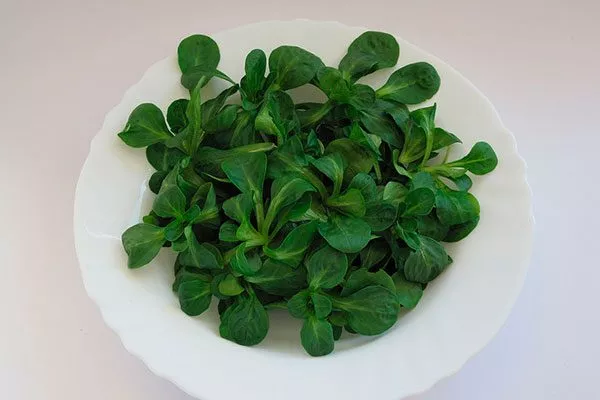 Что такое корн салат Рапунцель