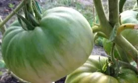 помидор на кусте Фатимы