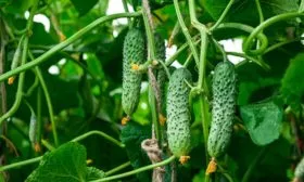 Состав, польза