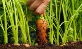 сбор урожая Манго