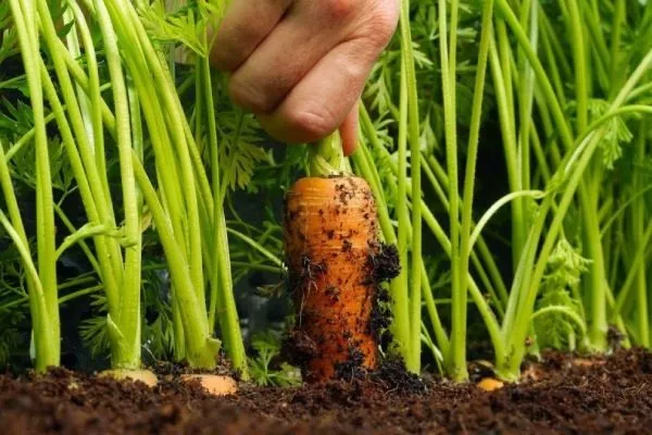 сбор урожая Манго