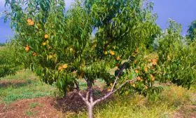 Внешний вид дерева