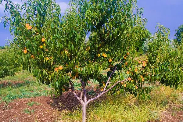 Дерево персика Бархатный