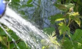 полив Хейсы