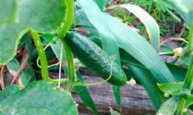 Продуктивность