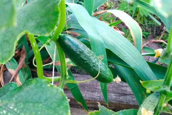 Продуктивность