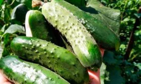 1718526_49955604 Подмосковные вечера