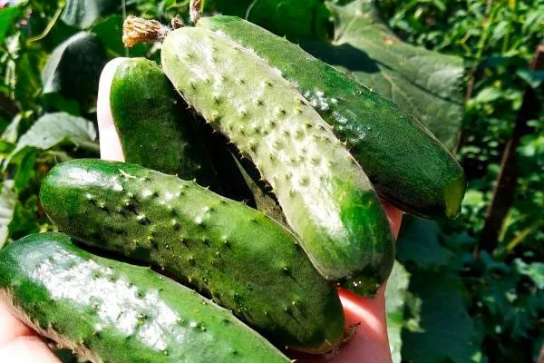 Сбор и хранение