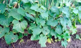 Специфичность кустов и зеленцов