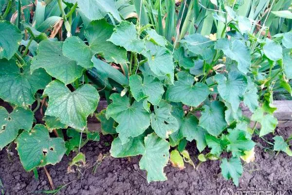 Специфичность кустов и зеленцов