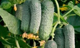 Когда созревает, урожайность