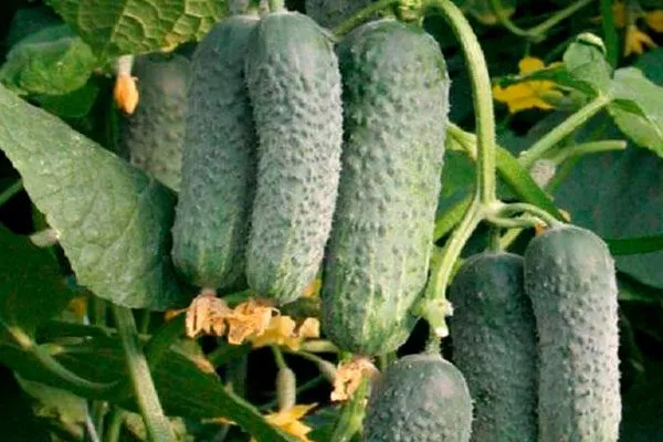 Когда созревает, урожайность