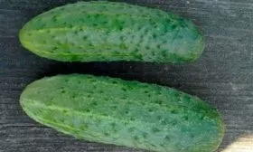 Сроки созревания и урожайность