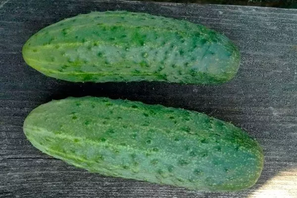 Сроки созревания и урожайность