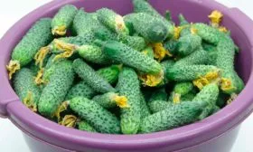 Сбор урожая и хранение