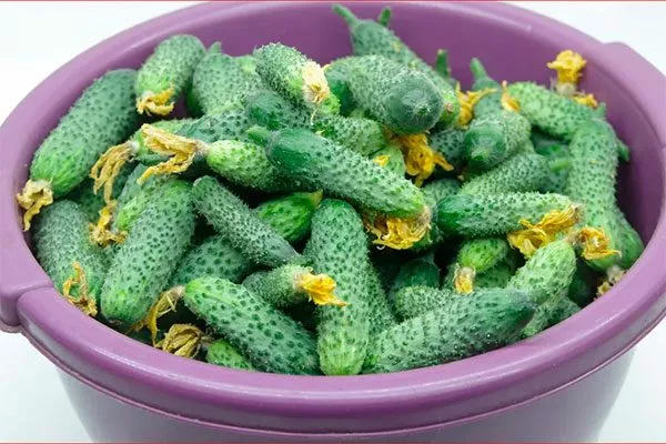 Сбор урожая и хранение