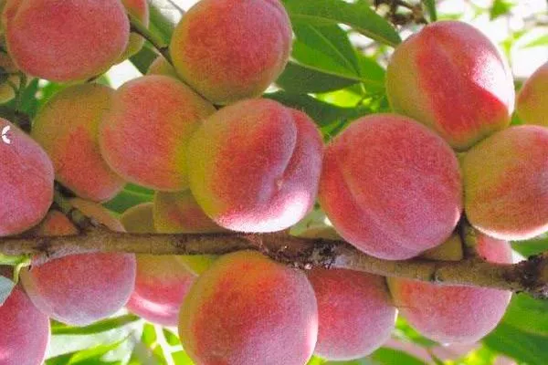 Урожайность и плодоношение