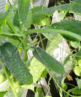 огурец Клавдий