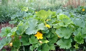 Ледяная сосулька