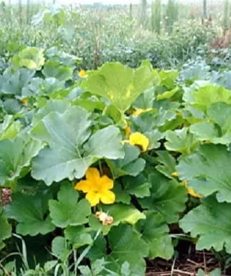 Ледяная сосулька