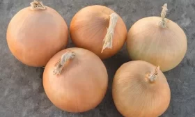 свекла в грунте