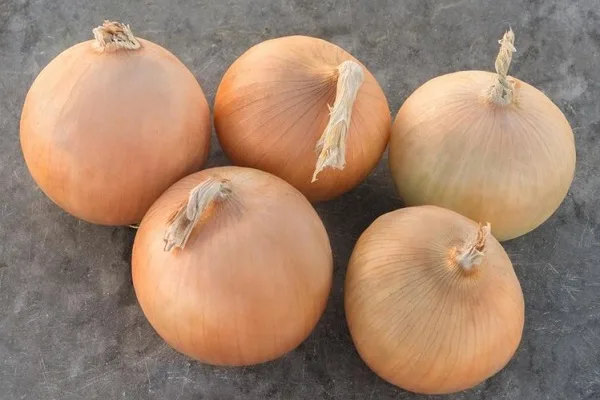 свекла в грунте