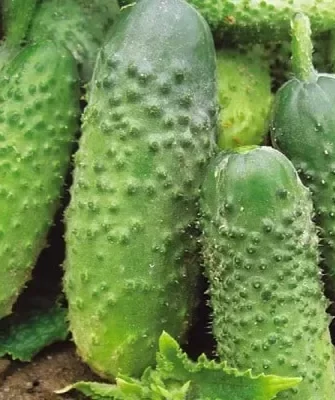 огурцы Малыш