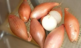 сорт лука Банановый гигант