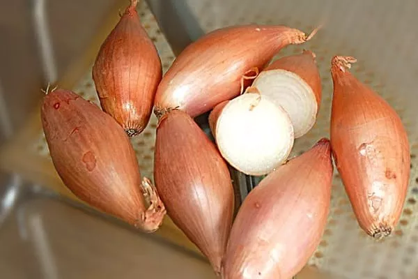 сорт лука Банановый гигант