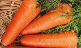морковь сорта Шанс