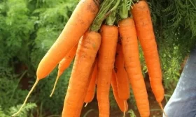 морковь Лагуна