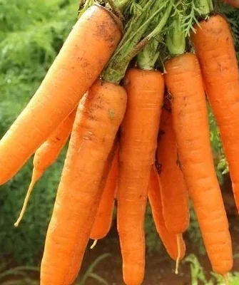 морковь Лагуна