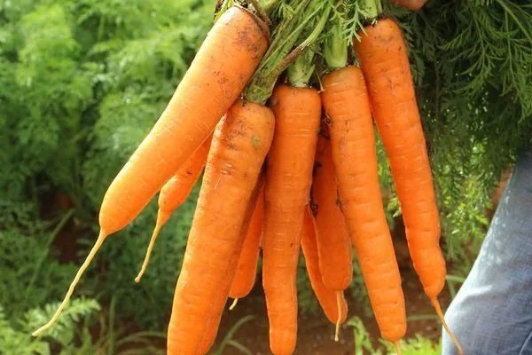 морковь Лагуна