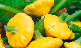 лук сорта Богатырская сила