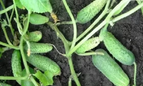 техника выращивания редиса