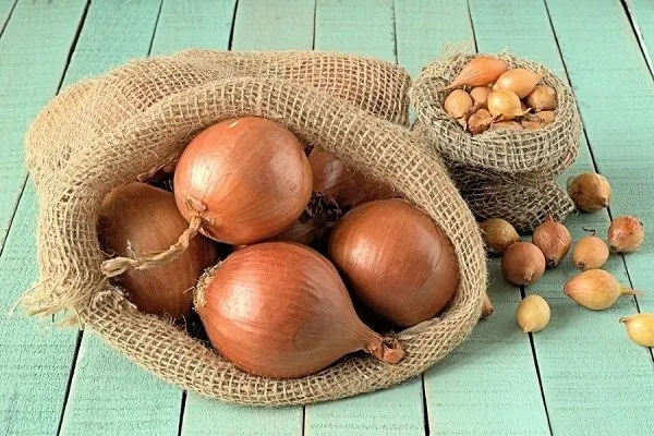 лук сорта Фермер