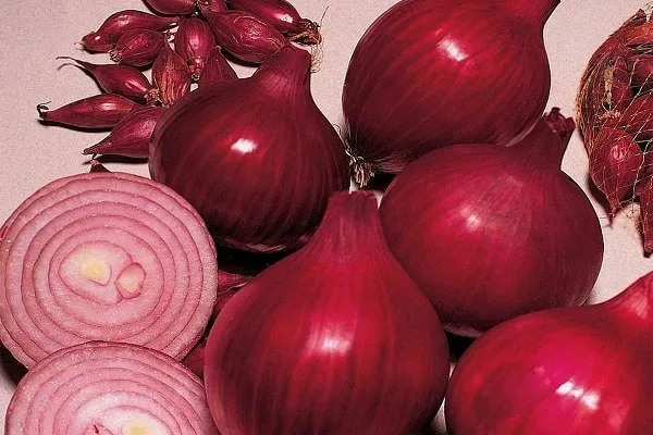 лук сорта Черный принц