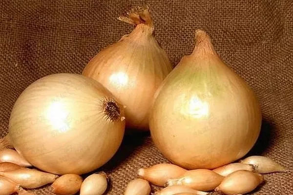 лук сорта Луганский