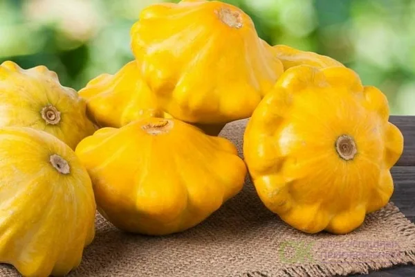 выращивание патиссона