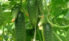 Изумрудные сережки