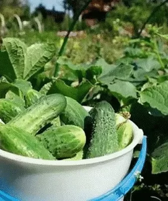 огурец Дачник