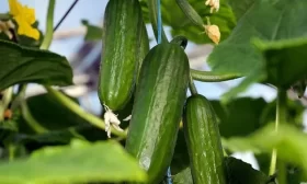 Сахарная голова