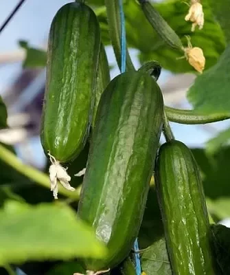 Сахарная голова