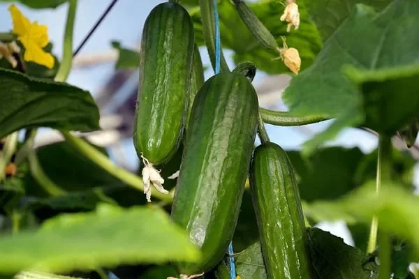 Сахарная голова