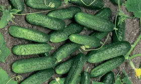 редиска сорта Денис